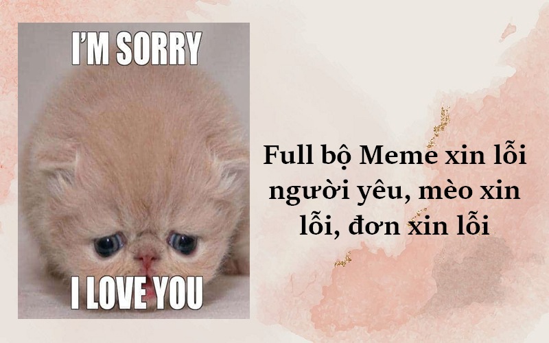 101+ meme xin lỗi người yêu, meme mèo xin lỗi cute nhất