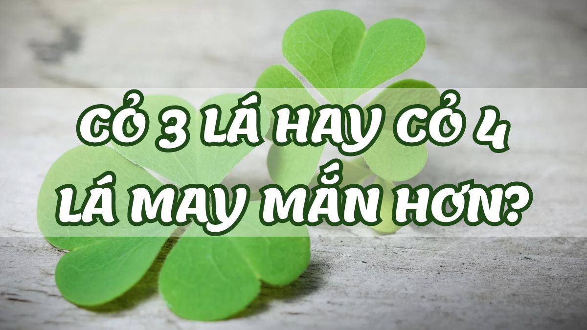 Bật mí sự thật cỏ 3 lá hay cỏ 4 lá may mắn hơn?