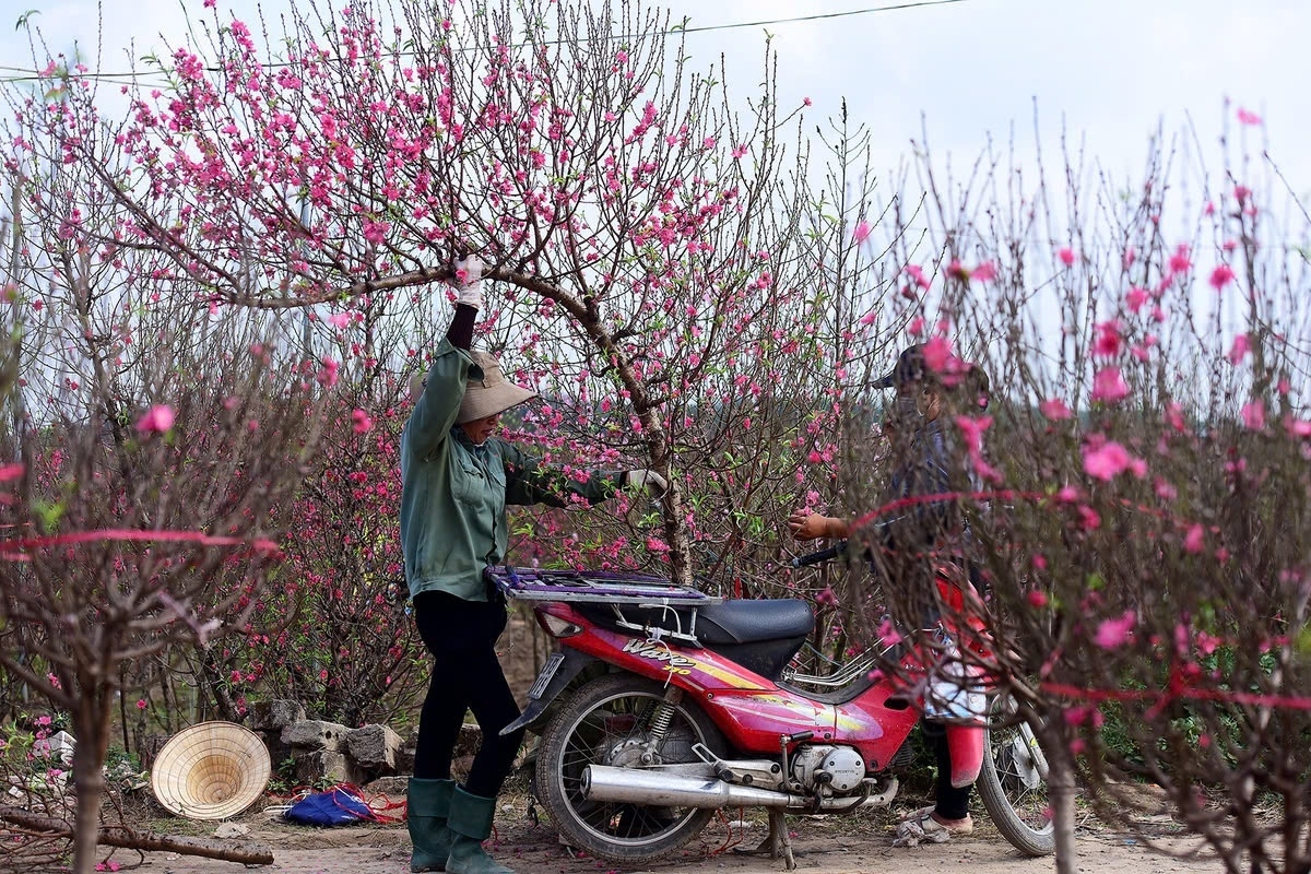 Cách chọn cây đào, quất, mai đẹp ngày Tết: Làm sao để chọn cây vừa đẹp vừa mang tài lộc?