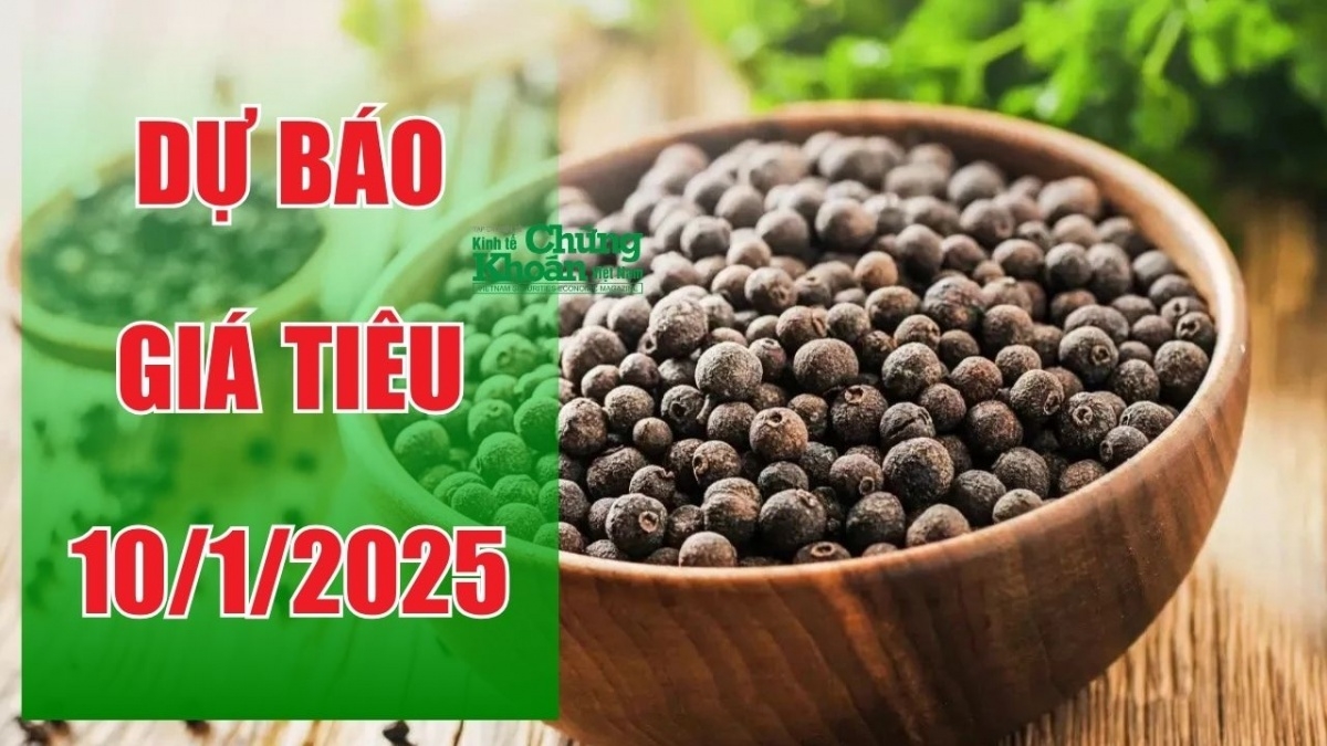 Dự báo giá tiêu ngày 10/1/2025: Kỳ vọng bứt phá tại các vùng trọng điểm