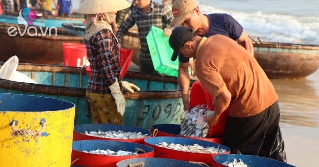 Phiên chợ có 1-0-2 tại Thanh Hóa: Khách tắm biển xong lên bờ mua ngay hải sản vừa đánh bắt còn tươi roi rói