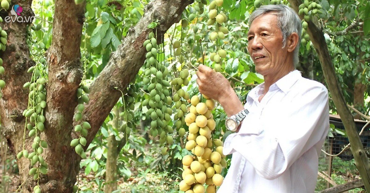 Đầu tư trồng loại cây cổ thụ, ra quả xanh đỏ vừa ngon vừa đẹp, ông nông dân Đồng Nai bỏ túi hơn 1 tỷ đồng/năm