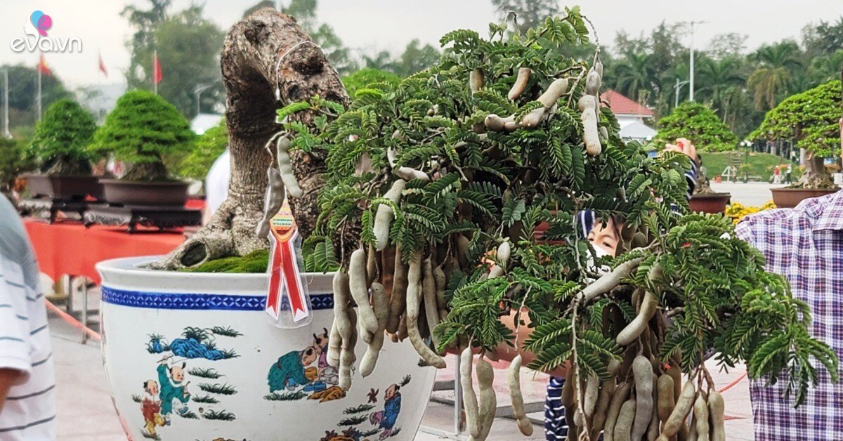 Cây ăn quả quen thuộc lên chậu thành bonsai được ưa chuộng, vừa đẹp vừa mang lại tài lộc dồi dào, có cây hơn 10 tỷ đồng