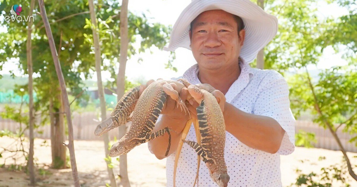 Nuôi loài đặc sản không thích tắm, có thể nhịn ăn lâu ngày, ông nông dân Bình Thuận bỏ túi 700 triệu đồng/năm