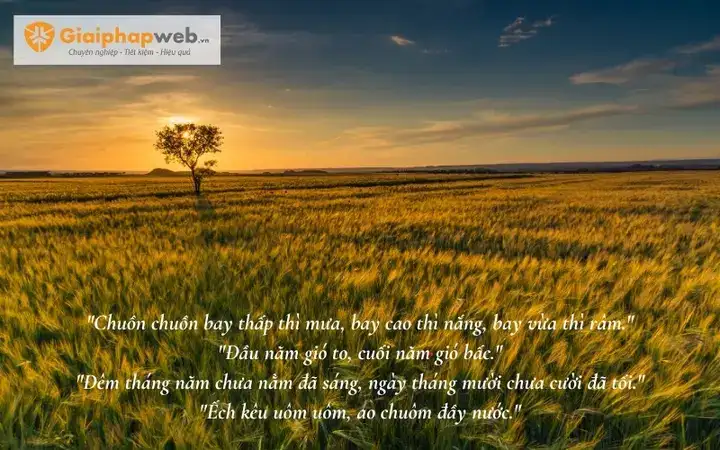câu nói hay về cánh đồng lúa
