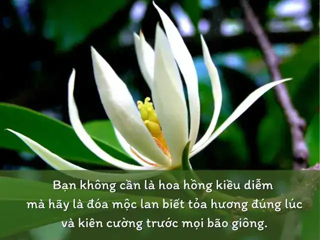 câu nói hay về hoa lan câu nói hay về hoa lan