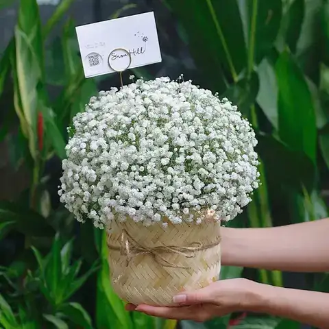 câu nói hay về hoa baby