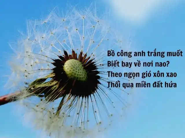 những câu nói hay về bồ công anh