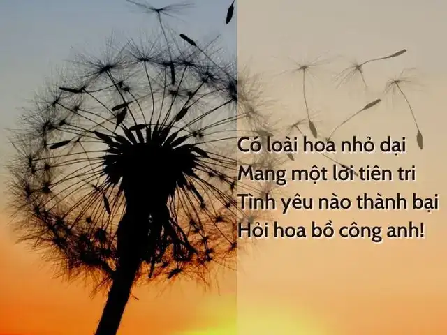 những câu nói hay về bồ công anh