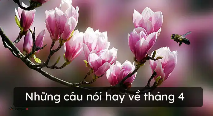 những câu nói hay về tháng 4