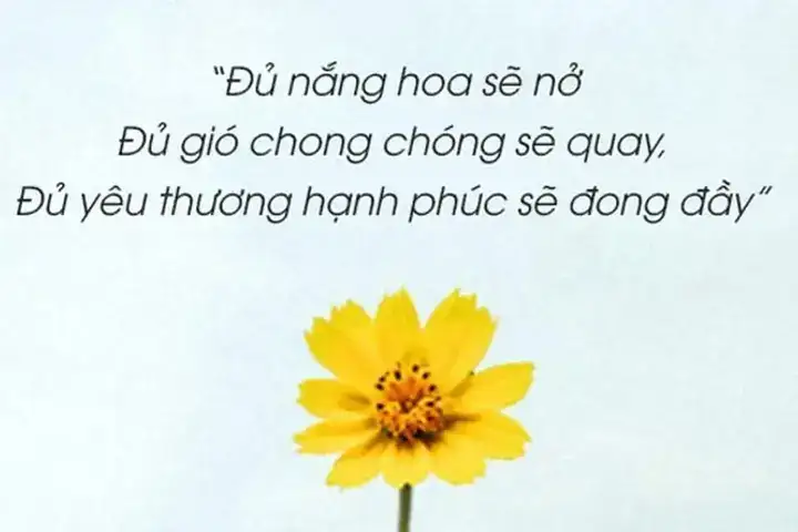những câu nói hay về nắng và tình yêu