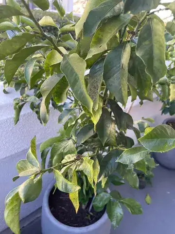 eureka là câu nói của ai