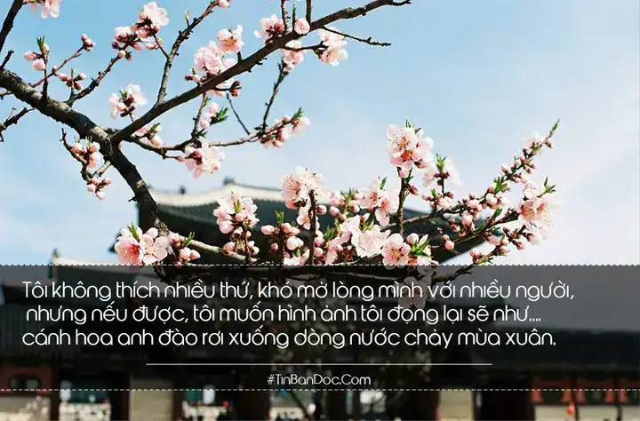 câu nói hay về quả cherry