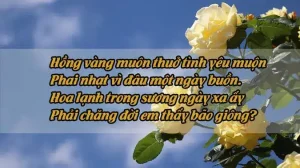 câu nói về hoa hồng vàng