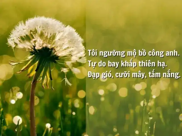 những câu nói hay về bồ công anh