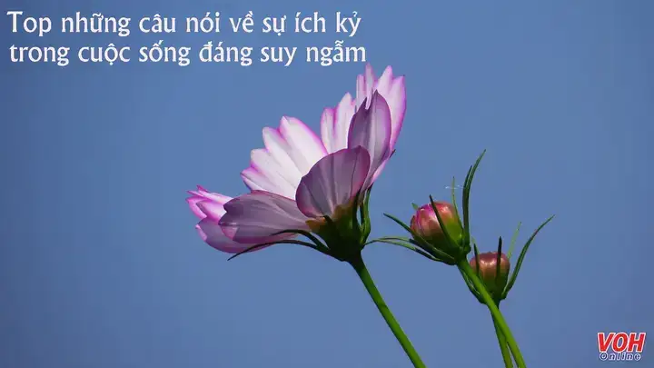 những câu nói hay về sự ích kỷ