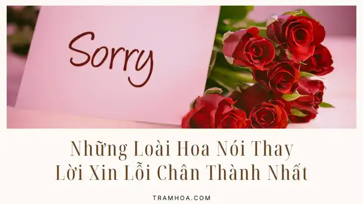 những câu nói xin lỗi chân thành nhất