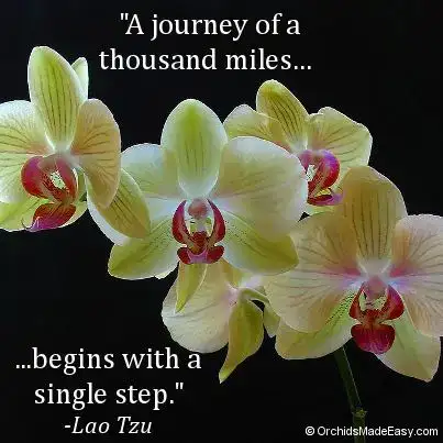 câu nói hay về hoa lan câu nói hay về hoa lan