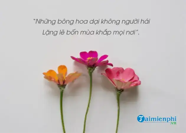 câu nói hay về hoa hải đường