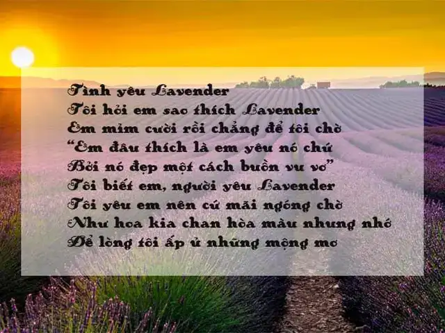 những câu nói hay về hoa oải hương