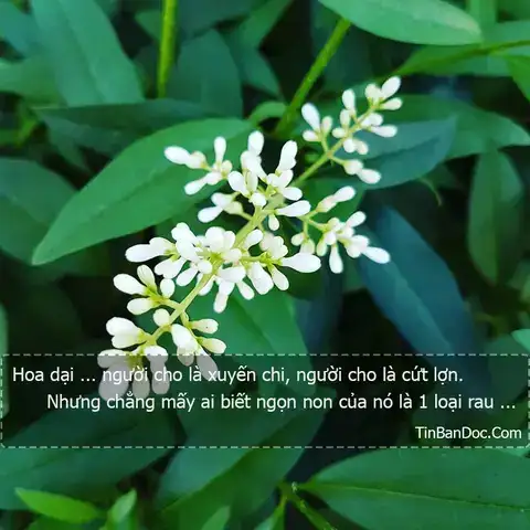 những câu nói hay về loài hoa dại