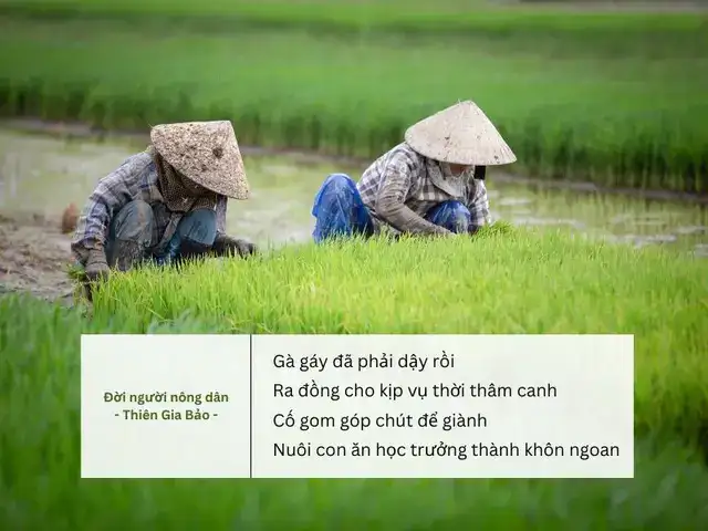những câu nói về người nông dân