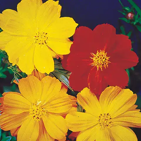 câu nói hay về hoa cánh bướm