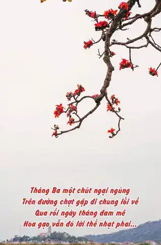 câu nói hay về hoa gạo