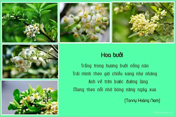 câu nói hay về hoa bưởi