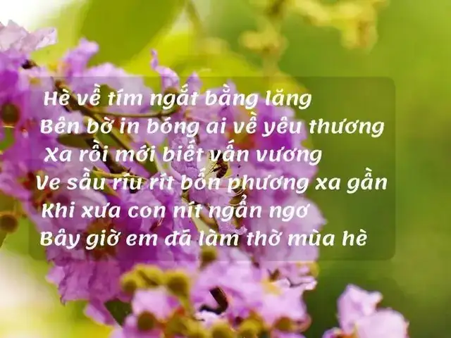 câu nói hay về hoa bằng lăng