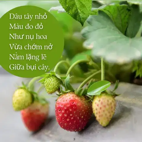 câu nói hay về dâu tây