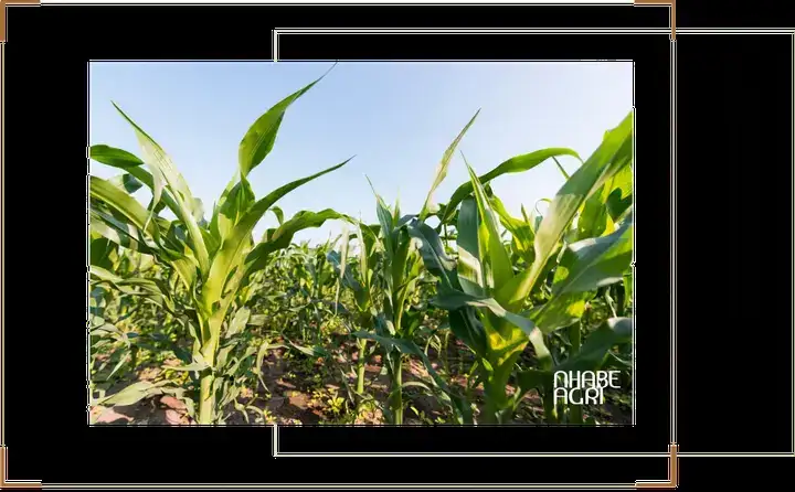 câu nói hay về bắp ngô