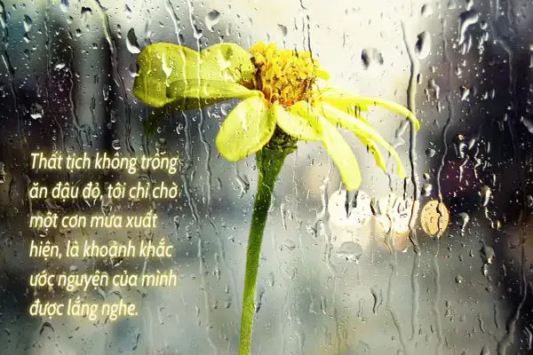 câu nói hay ngày thất tịch