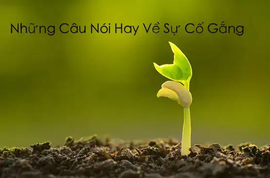 những câu nói hay về cây tre