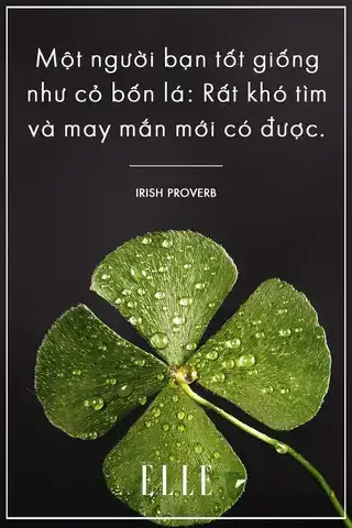 câu nói hay về cỏ 4 lá