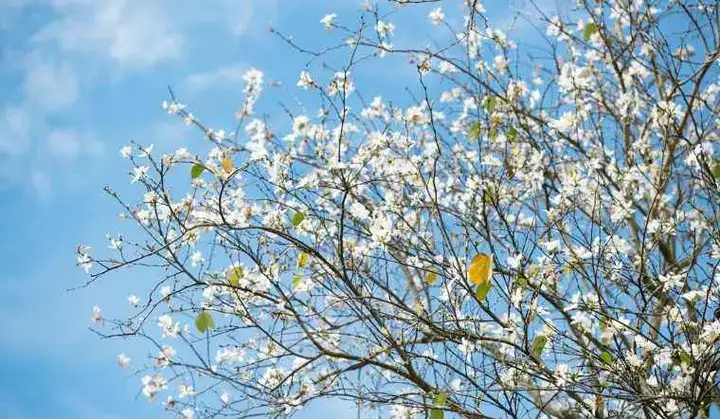 những câu nói hay về hoa ban