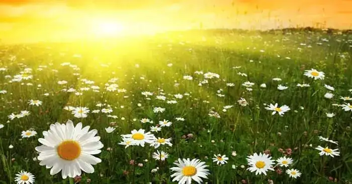 câu nói cảm ơn đời mỗi sớm mai thức dậy