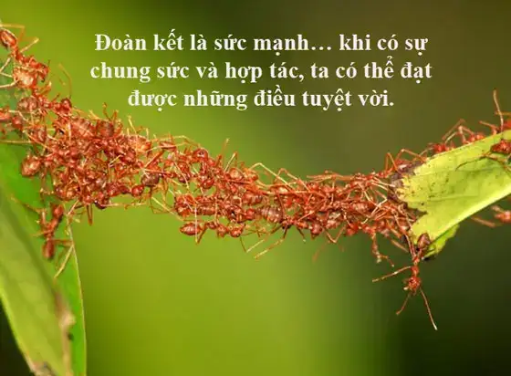 câu nói về tinh thần đoàn kết
