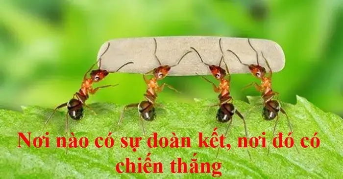câu nói về tinh thần đoàn kết
