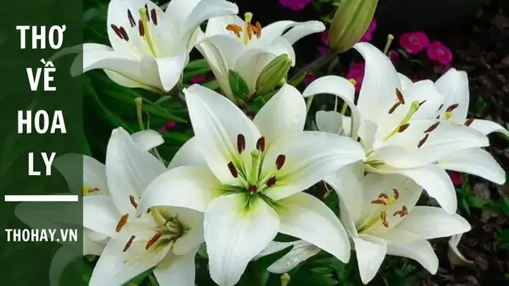 câu nói về hoa ly