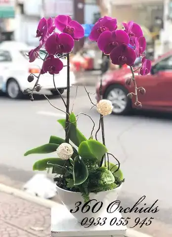 câu nói hay về hoa lan hồ điệp