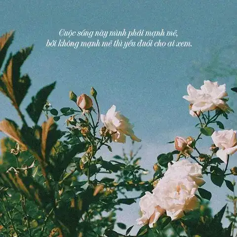 những câu nói hay trên facebook về cuộc sống