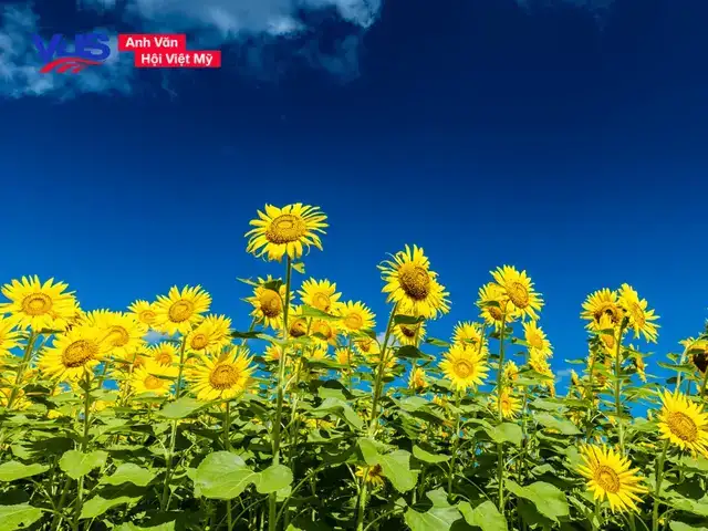 những câu nói hay về lớp học bằng tiếng anh