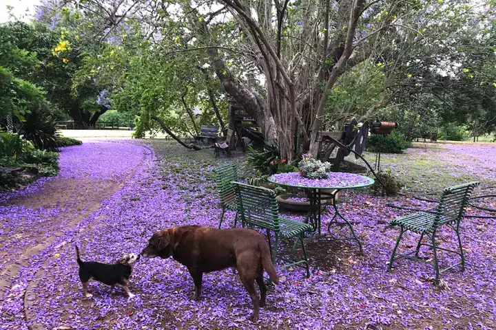 những câu nói hay về hoa phượng tím