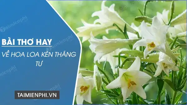 những câu nói hay về hoa loa kèn