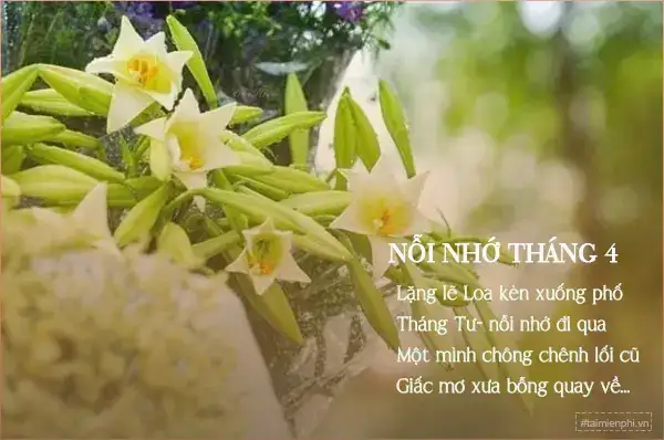 những câu nói hay về hoa loa kèn