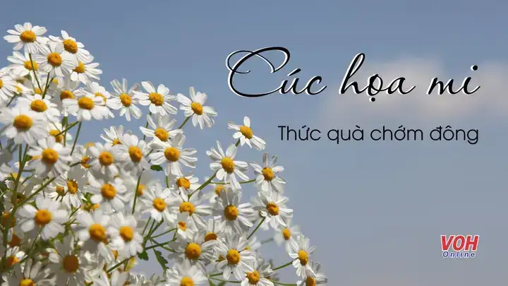 câu nói về cúc hoạ mi