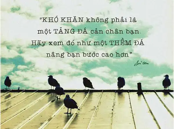 những câu nói hay về chim bồ câu những câu nói hay về chim bồ câu
