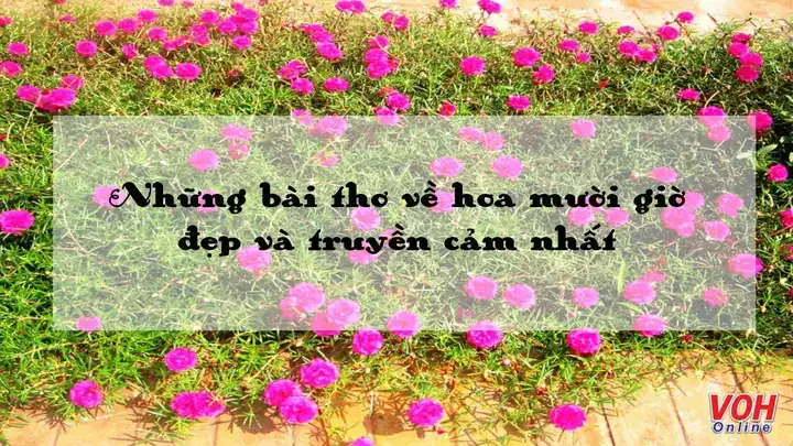 câu nói hay về hoa mười giờ