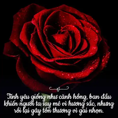 câu nói hay về hoa hồng